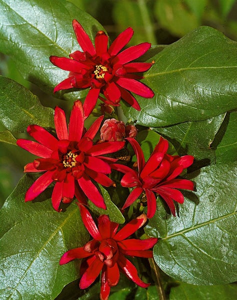 Calycanthus floridus, Gewürzstrauch, aromatisch, 30–40 cm