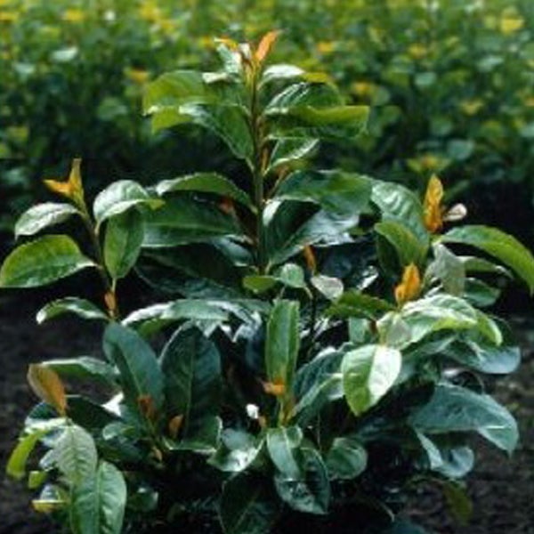 Lorbeerkirsche im Garten