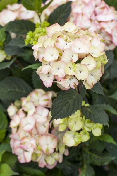 Hydrangea serrata 'Preziosa', Hortensie, rosa-rot, 40–60 cm