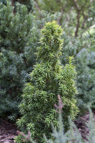 Taxus baccata 'Standishii', Eibe, säulenförmig, 50–60 cm