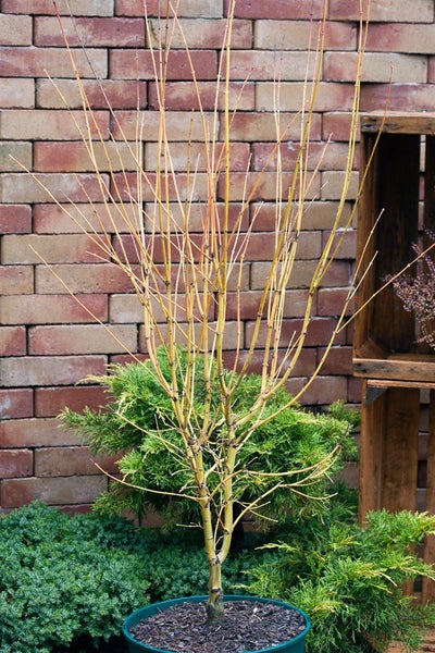 Acer palmatum 'Bi-Hoo', Japanischer Ahorn, gelbe Rinde, 40–60 cm
