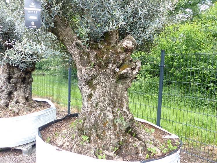 genau dieser Baum L8 Olivenbaum 265 cm, knorrige alte urige Olive winterhart