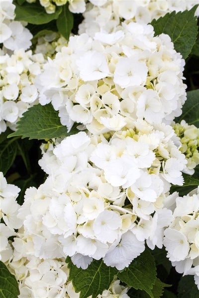 Hydrangea macrophylla 'First White', Hortensie, weiß, 40–50 cm
