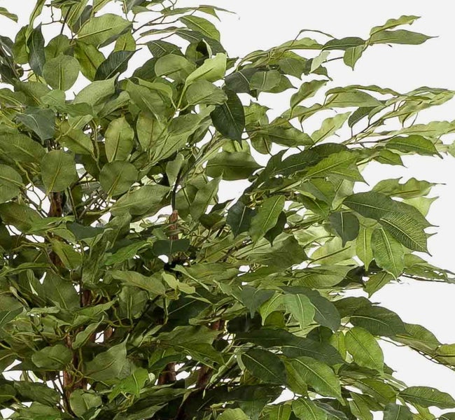 Nahaufnahme der grünen Blätter einer künstlichen Ficus-Benjamina-Pflanze.