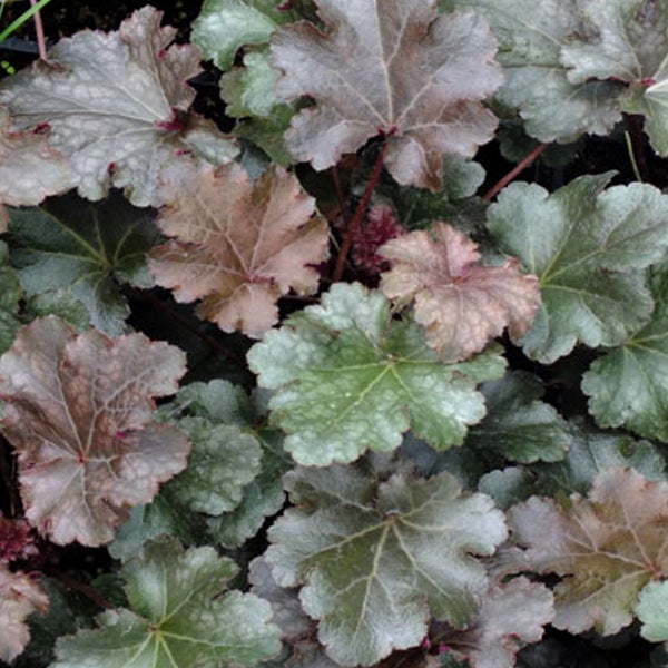 Nahaufnahme von Heuchera-Blättern