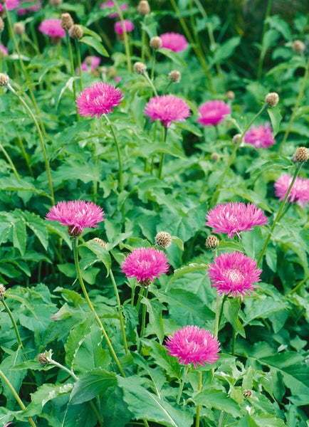 Centaurea hypoleuca 'John Coutts', Flockenblume, rosa, ca. 9x9 cm Topf