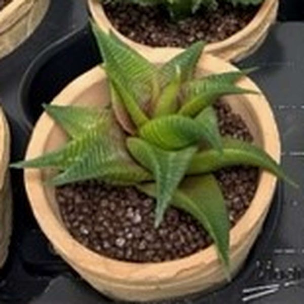 Künstliche Palme im schwarzen Topf mit Moos, Detailaufnahme der Stämme und Blätter.
