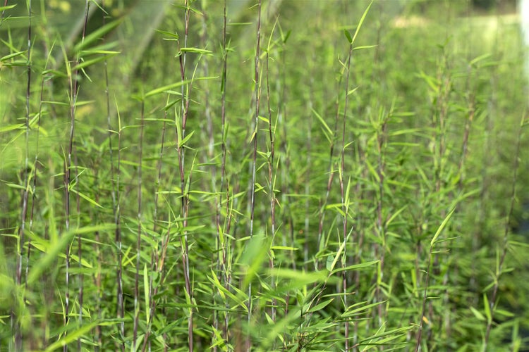Fargesia nitida 'Black Pearl', Bambus, 80–100 cm