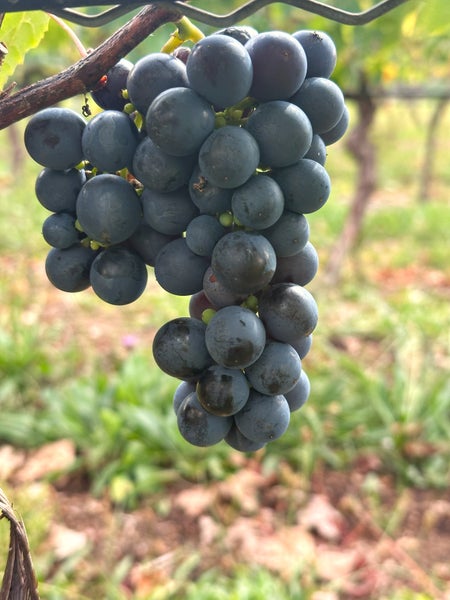 Eine reife Weintraube mit dunklen Beeren hängend an einem Rebstock in einem Weinberg