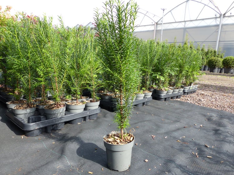 Gruppe von Eiben Taxus baccata in Kunststofftöpfen in einer Gärtnerei