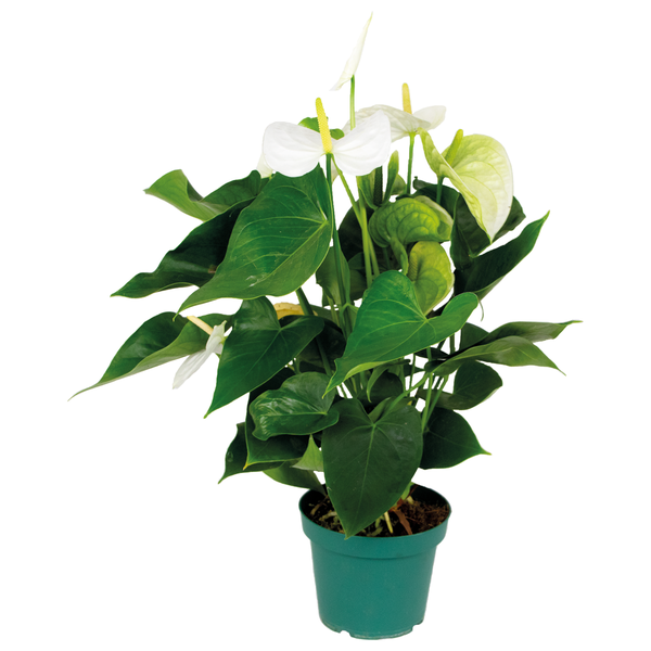 Anthurium 'Aristo' Weiß - Flamingopflanze - Zimmerpflanze - Pflegeleicht - ⌀14 cm - ↕45-55 cm