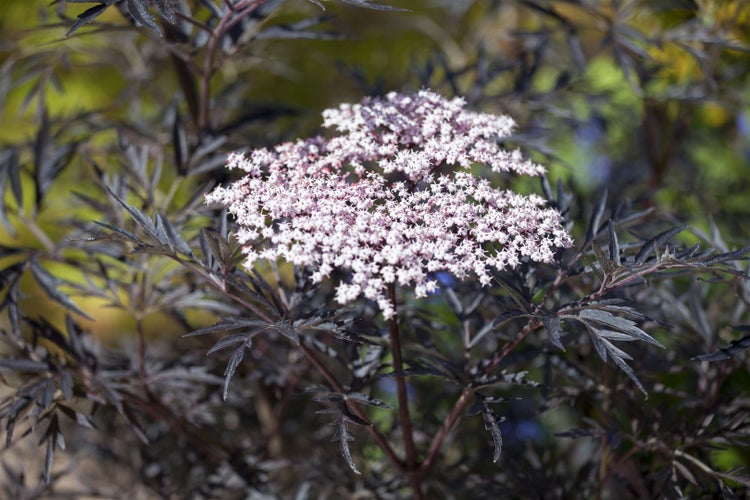 Sambucus nigra 'Black Lace', Schwarzer Holunder, dunkelrot, 100–125 cm