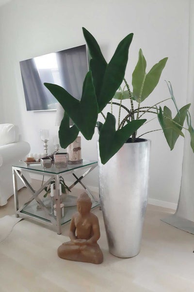 Alocasia Zebrina in einem hohen silberfarbenen Pflanztopf neben einem Beistelltisch in einem modern eingerichteten Wohnzimmer.