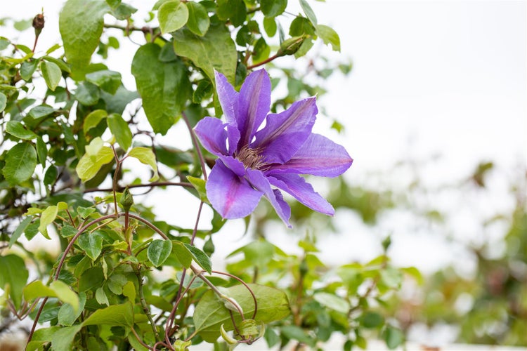 Clematis Hybride 'Mrs.N.Thompson', großblumig, 60–100 cm
