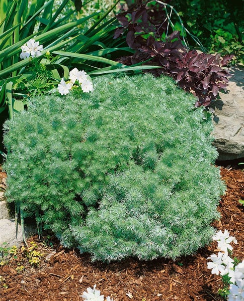 Artemisia schmidtiana 'Nana', Silberwermut, kompakt, ca. 9x9 cm Topf