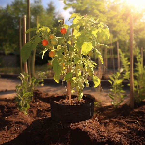 Tomatenpflanze in einem Pflanztopf mit Rankhilfe im Garten bei Sonnenlicht