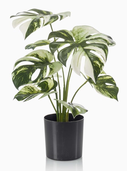 Symbol für Zimmerpflanzen