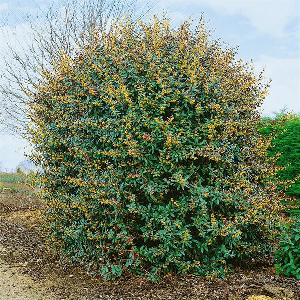 Berberis julianae, Immergrüne Berberitze, 25–30 cm