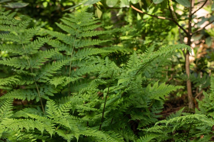 Dryopteris dilatata, Breitblatt-Farn, ca. 9x9 cm Topf