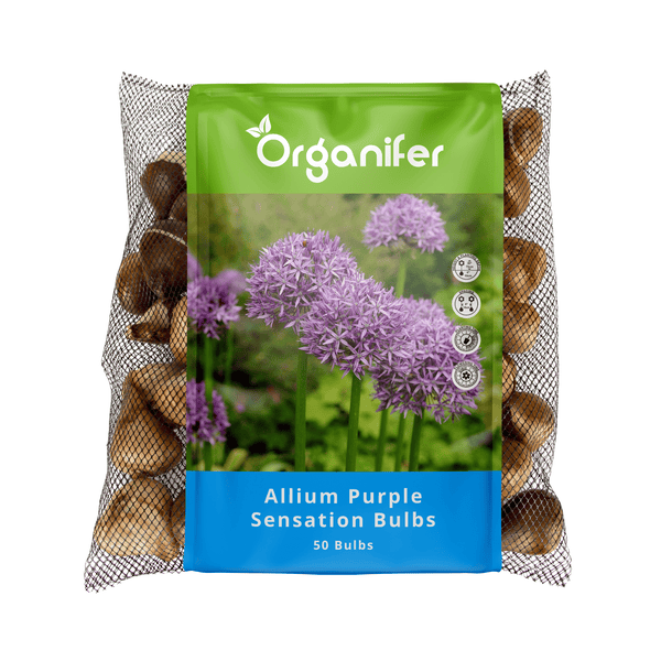 50 Allium Purple Sensation Zwiebeln (XXL-Blumenzwiebelgröße 12/+ cm) - Organifer