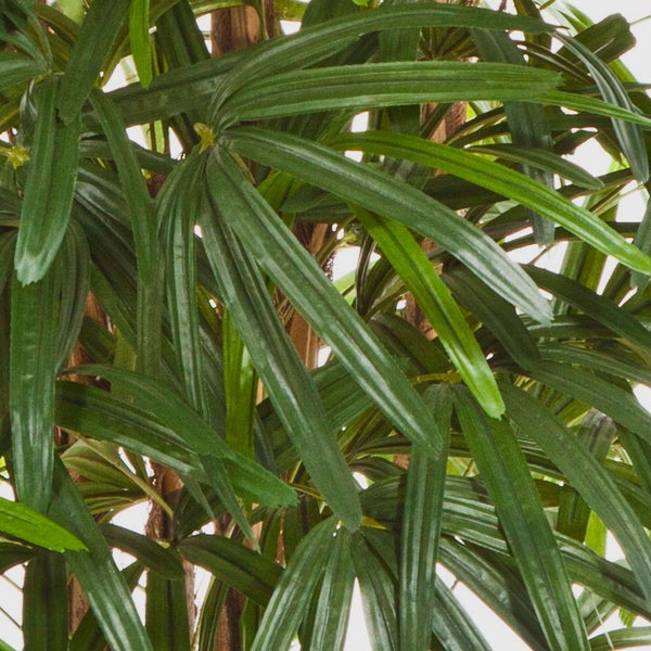 Nahaufnahme der dichten, langen grünen Blätter einer Steckenpalme (Rhapis excelsa).