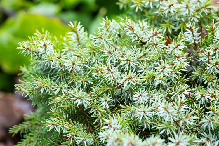 Picea omorika 'Nana', Serbische Fichte, kompakt, 70–80 cm
