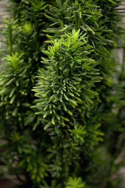 Taxus baccata 'Fastigiata Robusta', Säuleneibe, 30–40 cm