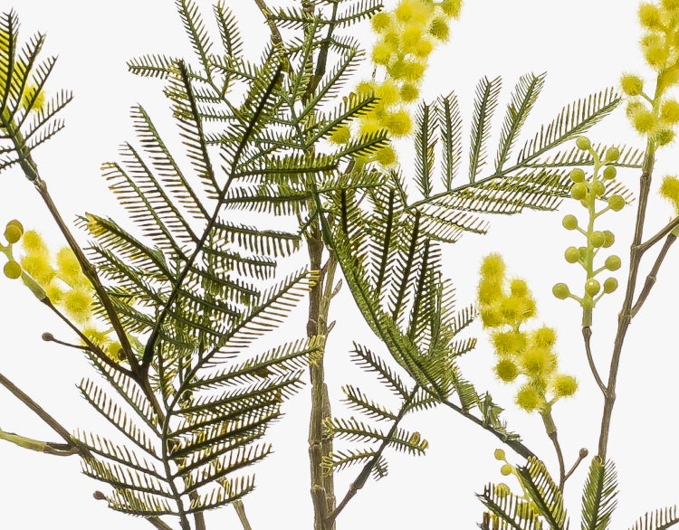 Künstlicher Mimosenzweig mit farnartigen grünen Blättern und gelben Blütenbällen.