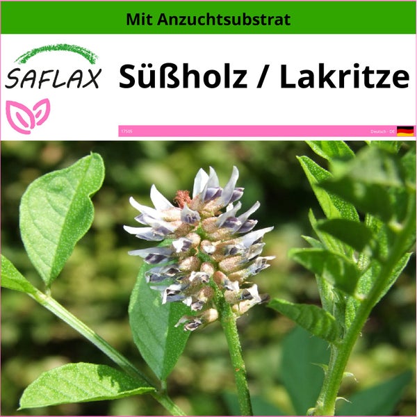 SAFLAX  - Süßholz / Lakritze - Glycyrrhiza glabra - 30 Samen - Mit keimfreiem Anzuchtsubstrat