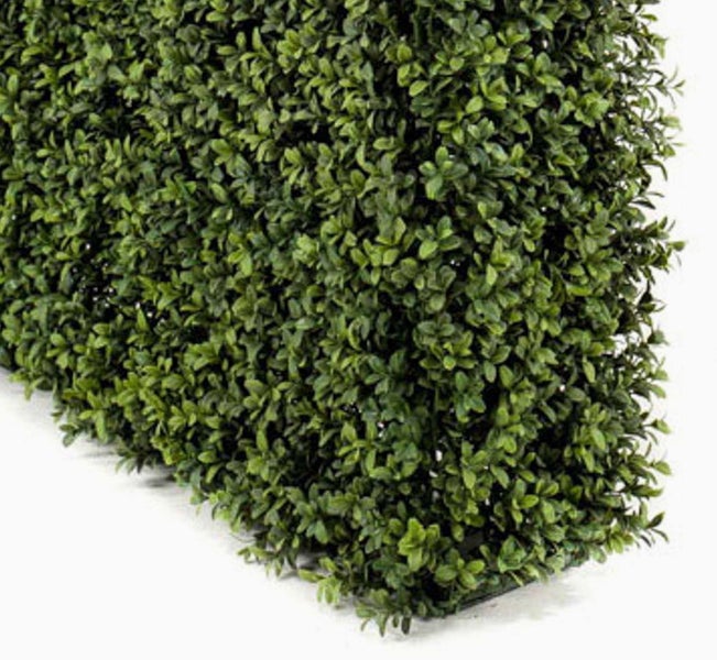 Blütenstiel einer Pflanze mit vielen kleinen rosafarbenen sternförmigen Blüten und ungeöffneten Knospen an der Spitze.