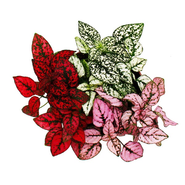 Dreifarbige Punktblume- Hypoestes phyllostachya - 12cm Topf - mit drei verschiedenen Farben