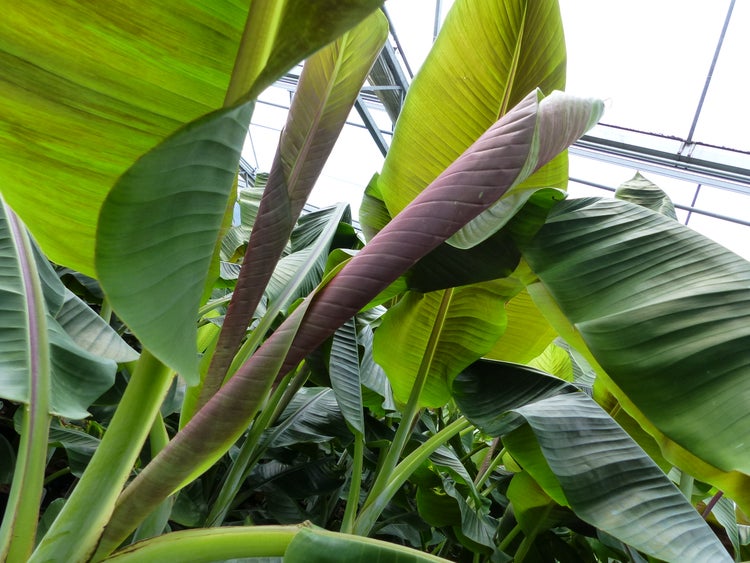 Blick von unten in das Blätterdach einer Bananenstaude unter Glas