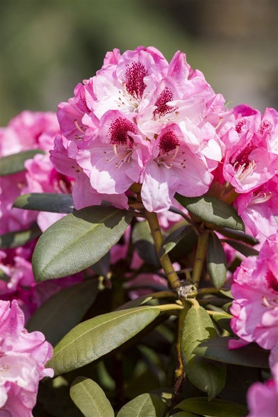 Nahaufnahme einer rosa blühenden Rhododendron Pflanze.