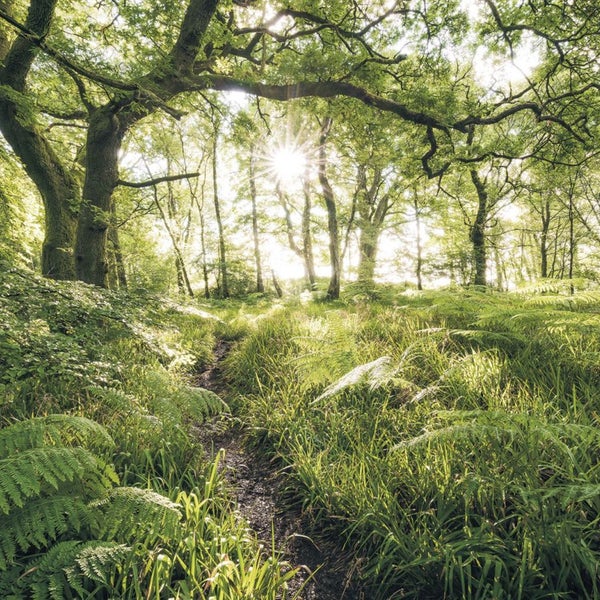 Waldweg mit Farnen und Bäumen im Sonnenlicht