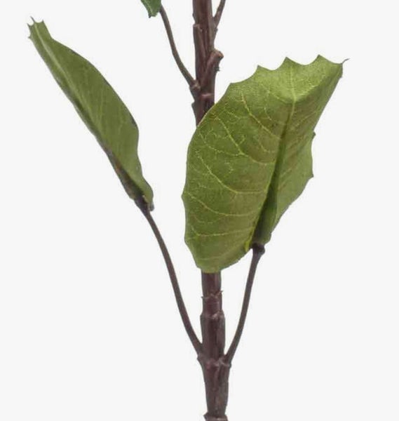 Nahaufnahme einer gelben Blüte mit fadenförmigen Blütenblättern und einem grünen Zentrum.