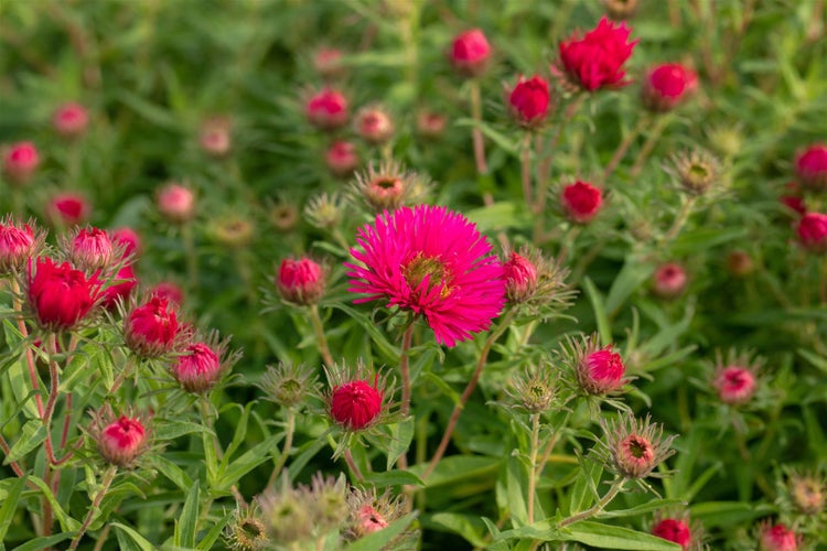 Aster novae-angliae 'Alma Pötschke', Herbstaster, pink, ca. 11x11 cm Topf