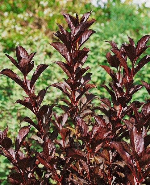 Weigela florida 'Alexandra', Weigelie, dunkelrosa, 40–60 cm