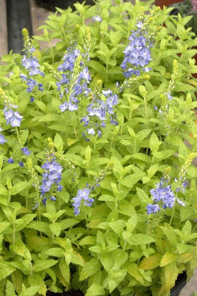 Blühende Ehrenpreis-Pflanze mit grünen Blättern und blauen Blüten