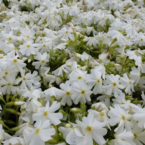 Teppich-Phlox mit weißen Blüten
