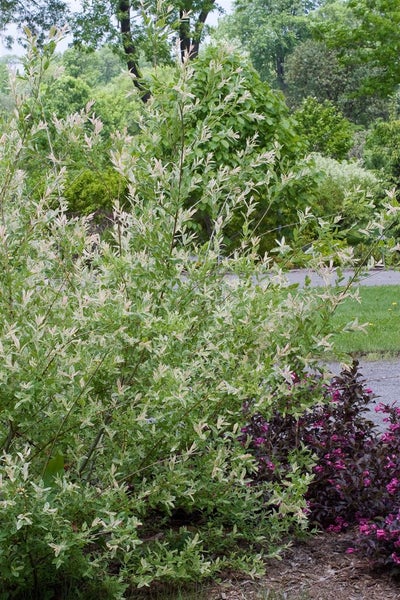 Salix integra 'Flamingo', Harlekinweide, rosa-weiß, 125 cm Stammhöhe