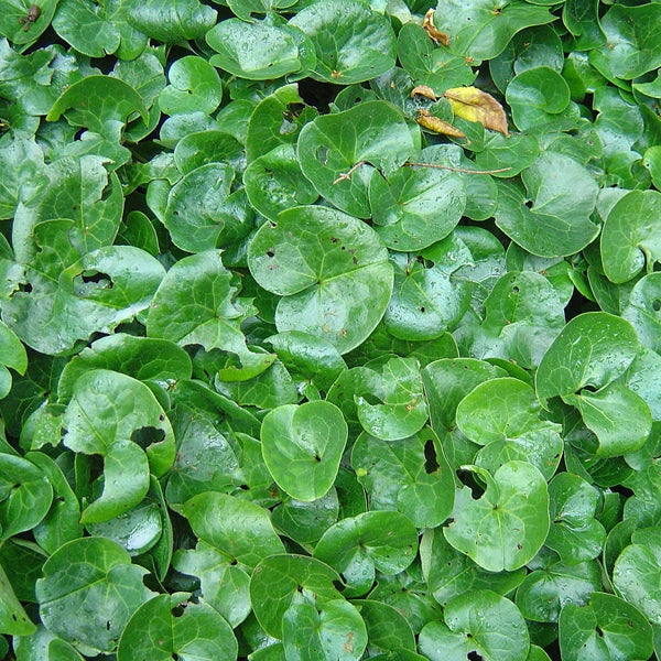 Nahaufnahme von Haselwurz Pflanzen