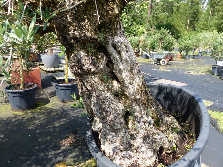 Alter Olivenbaum mit markantem, knorrigem Stamm in einem Pflanzkübel in einer Gärtnerei.