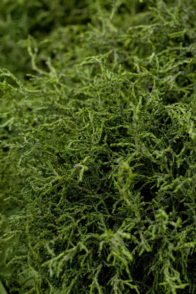 Chamaecyparis lawsoniana 'Lycopodioides', 25–30 cm, dekorativ