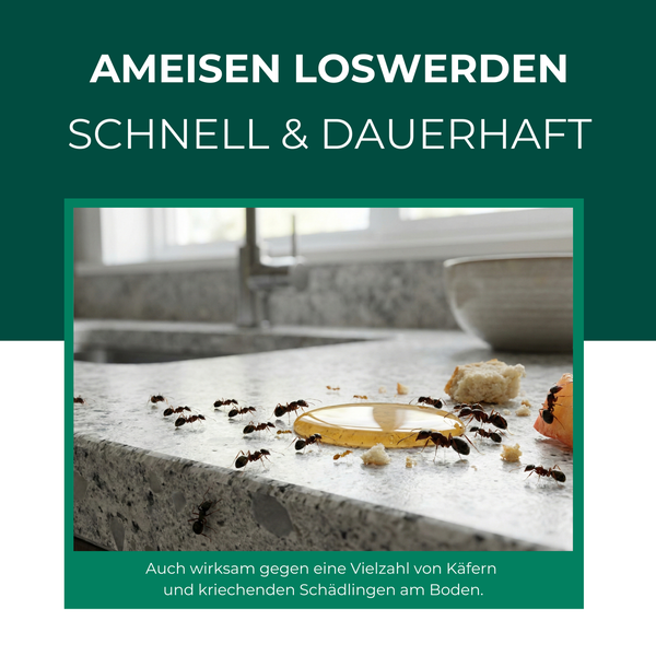 Ameisen auf einer Küchentheke, die an Lebensmitteln fressen