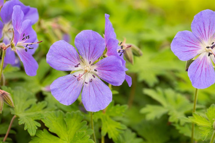 Geranium himalayense 'Baby Blue', Storchschnabel, hellblau, ca. 9x9 cm Topf