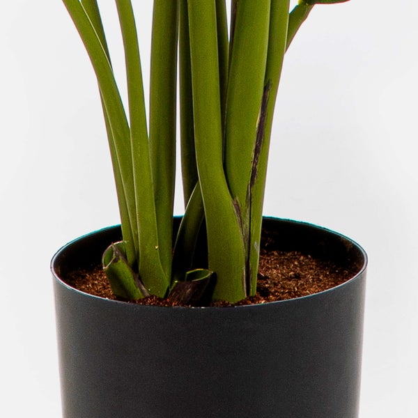 Zwei künstliche Strelitzia Pflanzen in schwarzen Töpfen mit großen grünen Blättern.