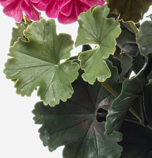 Nahaufnahme einer Geranie mit grünen, gelappten Blättern und pinkfarbenen Blüten.