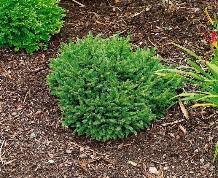 Rundwüchsige Zwergfichte im Gartenbeet mit Rindenmulch gepflanzt.