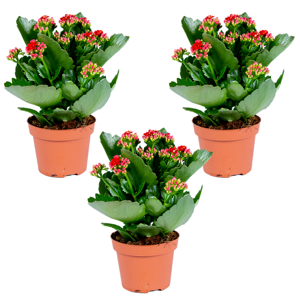 Drei Kalanchoe-Pflanzen mit roten Blüten in braunen Kunststofftöpfen.