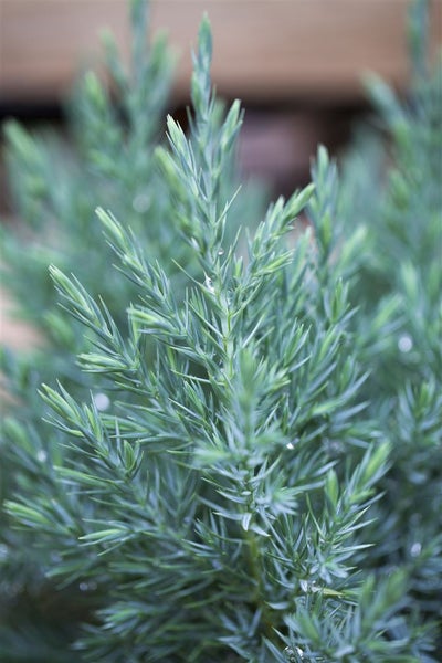 Juniperus chinensis 'Stricta', Chinesischer Wacholder, 40–50 cm